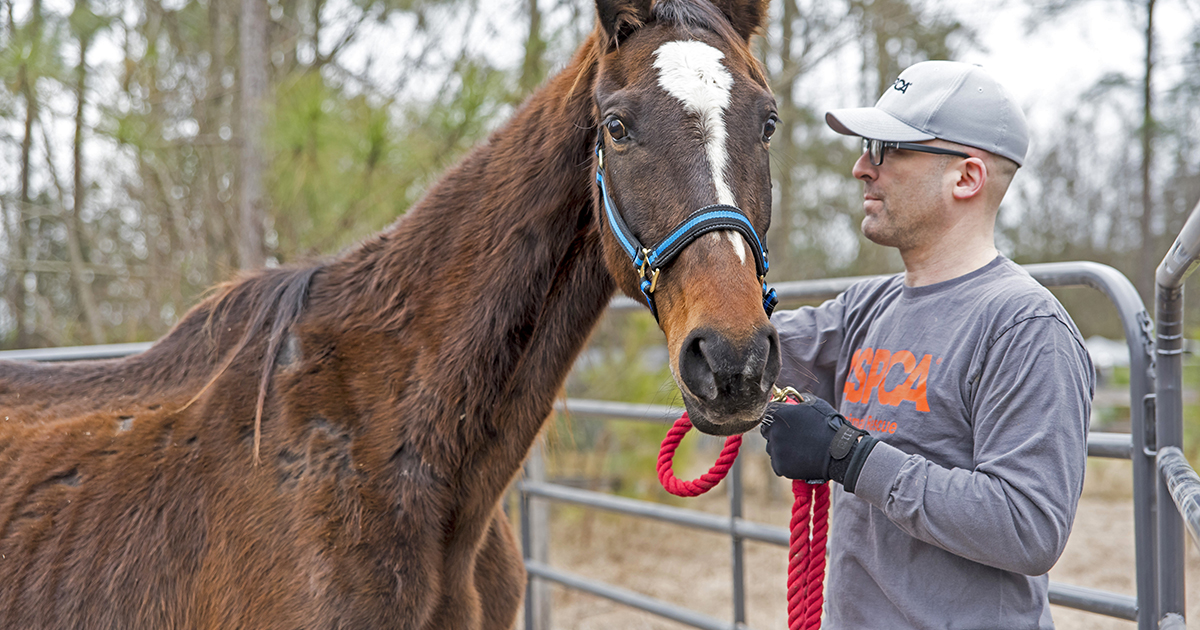 How Everyone Can Help a Horse...and Why They Should ASPCA