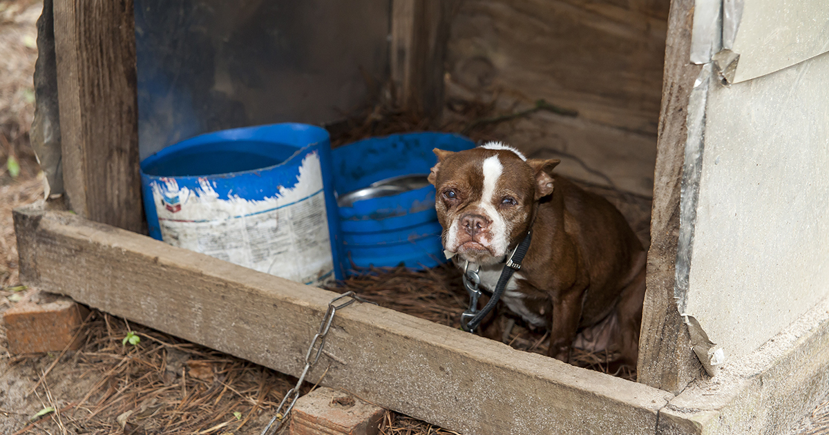 For Suffering Animals A New Audit Of The Usda Can T Happen Soon Enough Aspca