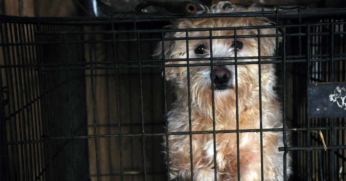 Matt S Blog Efforts Underway In Ny To Shut Down The Puppy Mill Pipeline Aspca