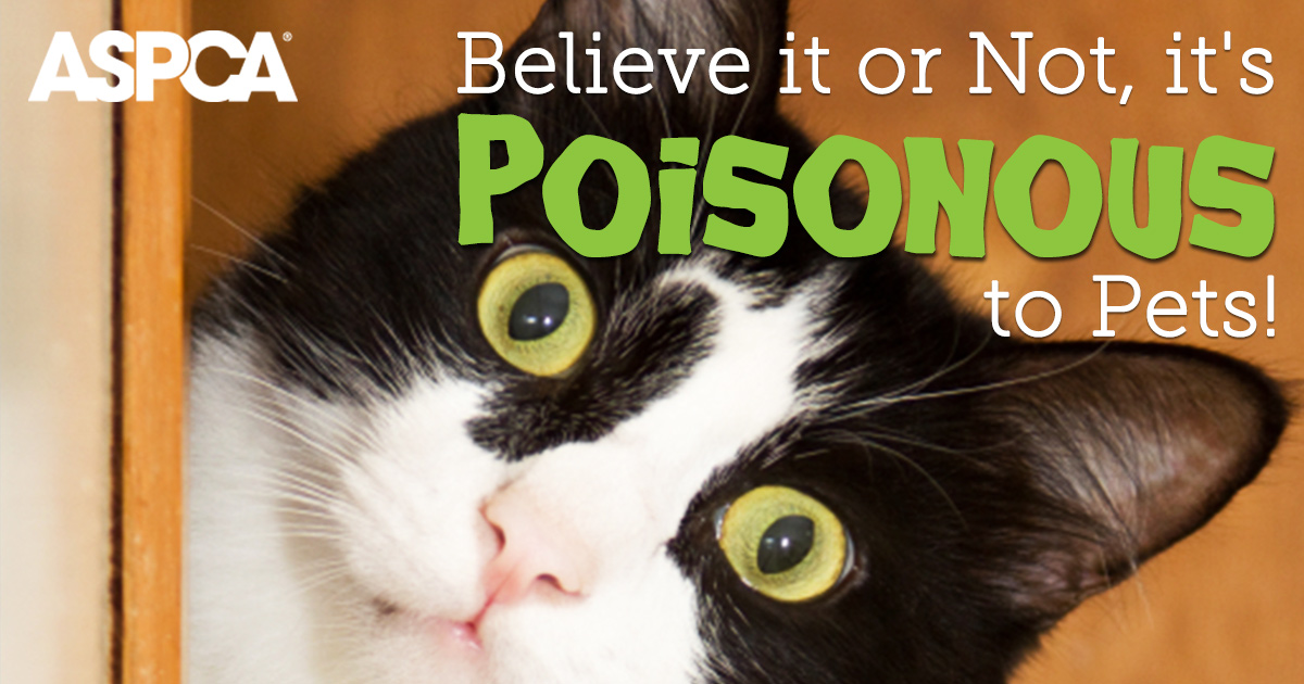 Join Our Poison Prevention Twitter Chat On Thursday March 24 Aspca
