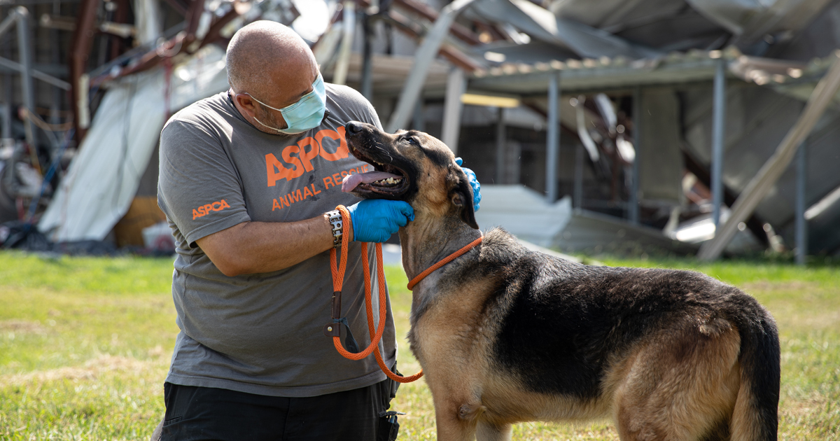 Congress Must Act To Protect Animals In Disasters | ASPCA