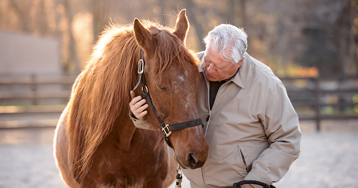 a-golden-choice-adopt-a-senior-horse-aspca