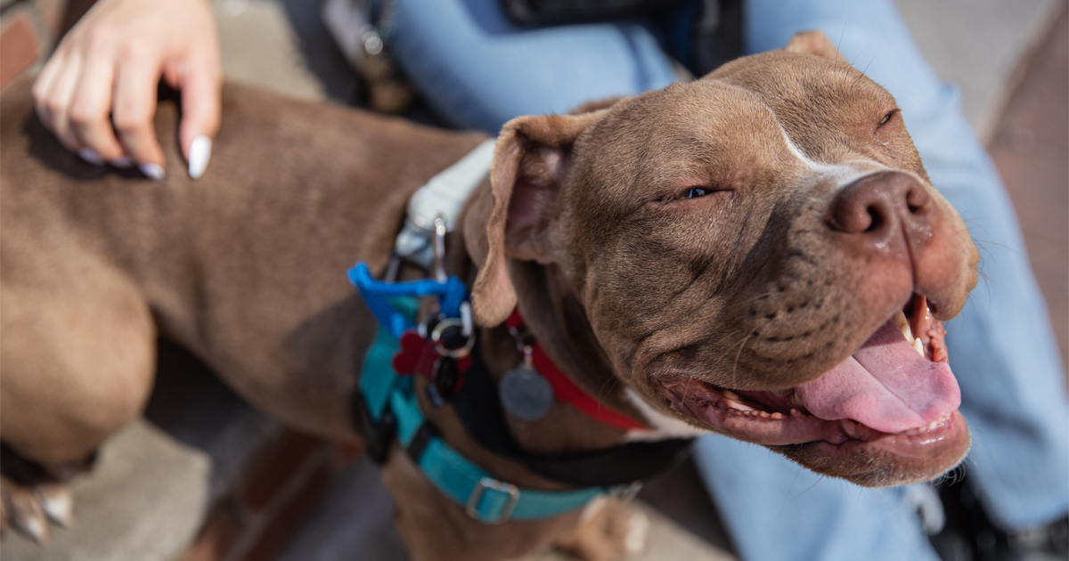 Better Laws for Animals—Check Out 2023’s Big Wins! | ASPCA