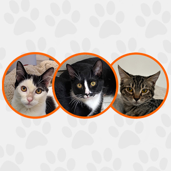 Adoptable Cats in Your Local Shelter l Adopt a Pet l ASPCA