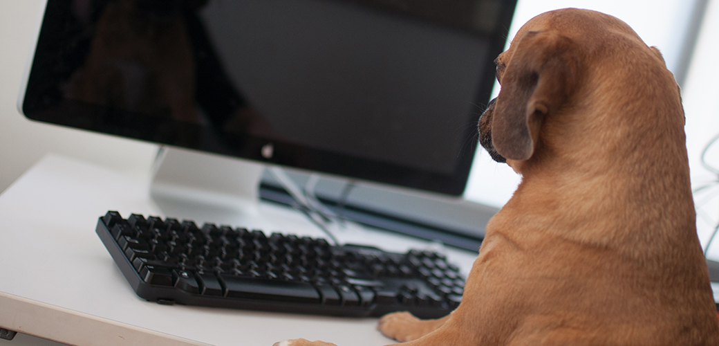 Take Your Dog to Work Day: Dog sitting at computer