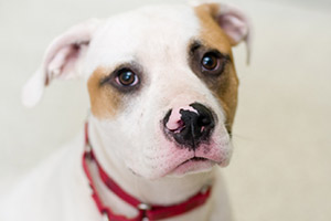 White Pit Bull puppy with pink nose and red collar