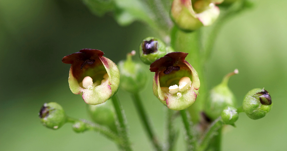 Ranunculus Toxic