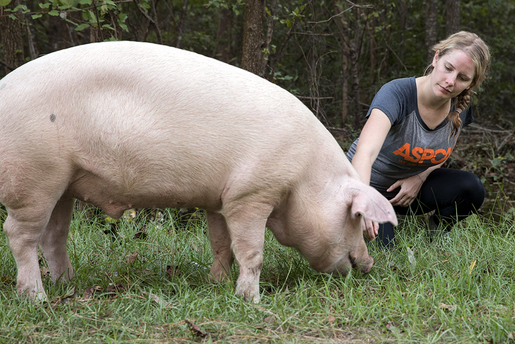 a responder with a pig