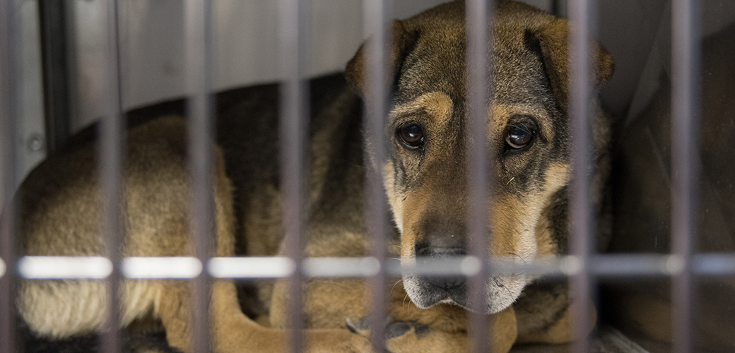 UPDATE: 100+ Animals Rescued from Failed Sanctuary Arrive at ASPCA ...