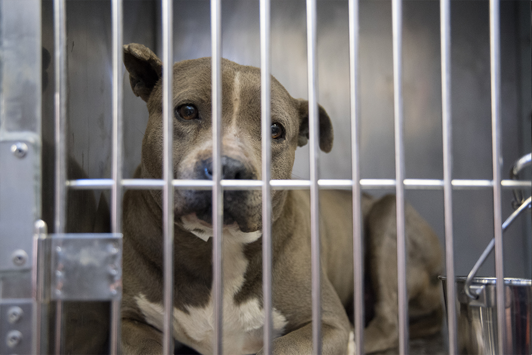 UPDATE: 100+ Animals Rescued from Failed Sanctuary Arrive at ASPCA ...