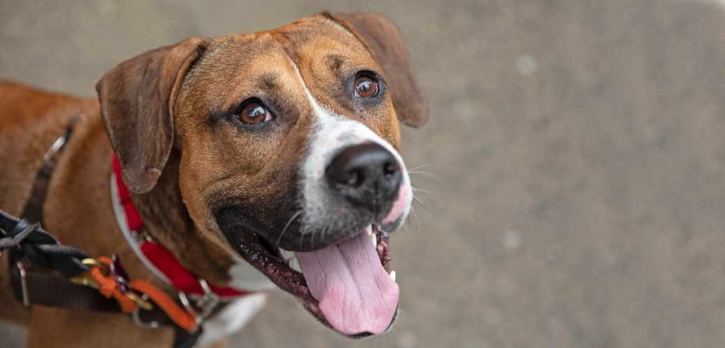 a happy dog