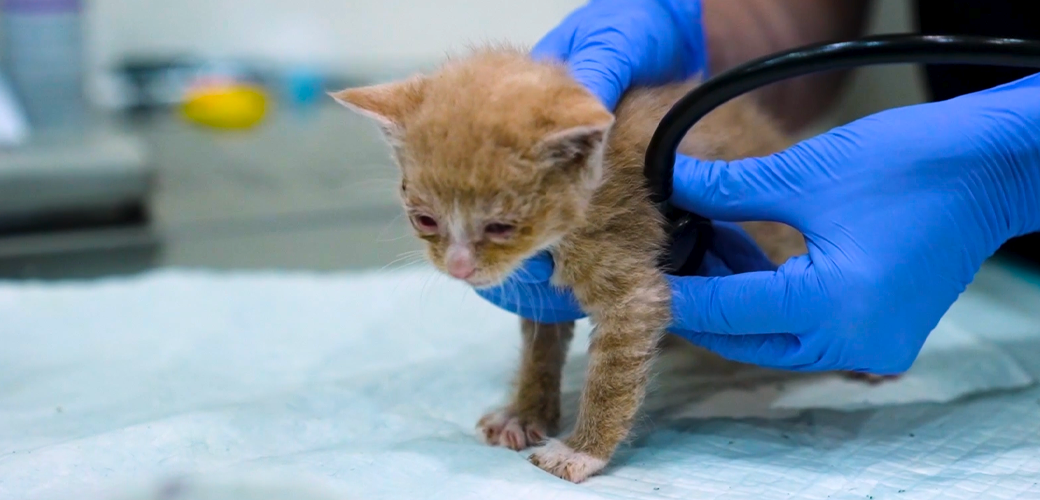 a kitten being examined