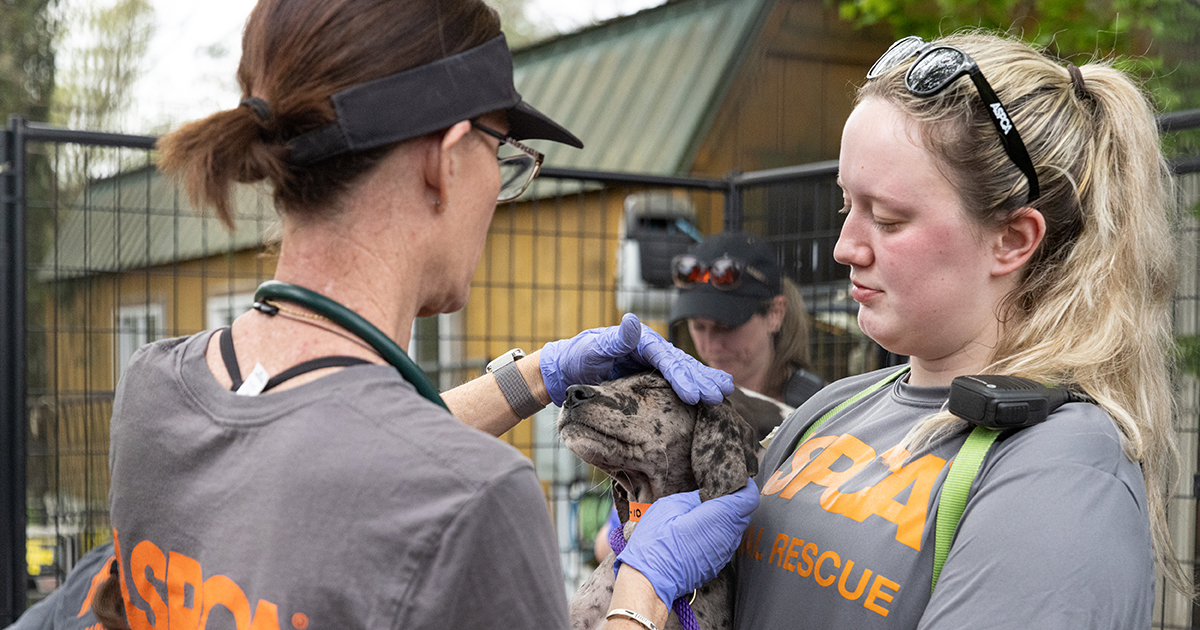 Exclusive Update on Animals Relocated from California Hangar Fire and ...