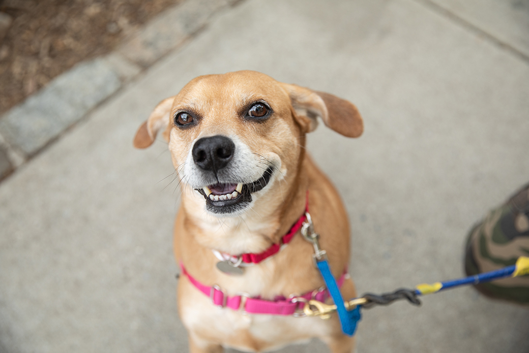 a dog from Northern Tier Shelter