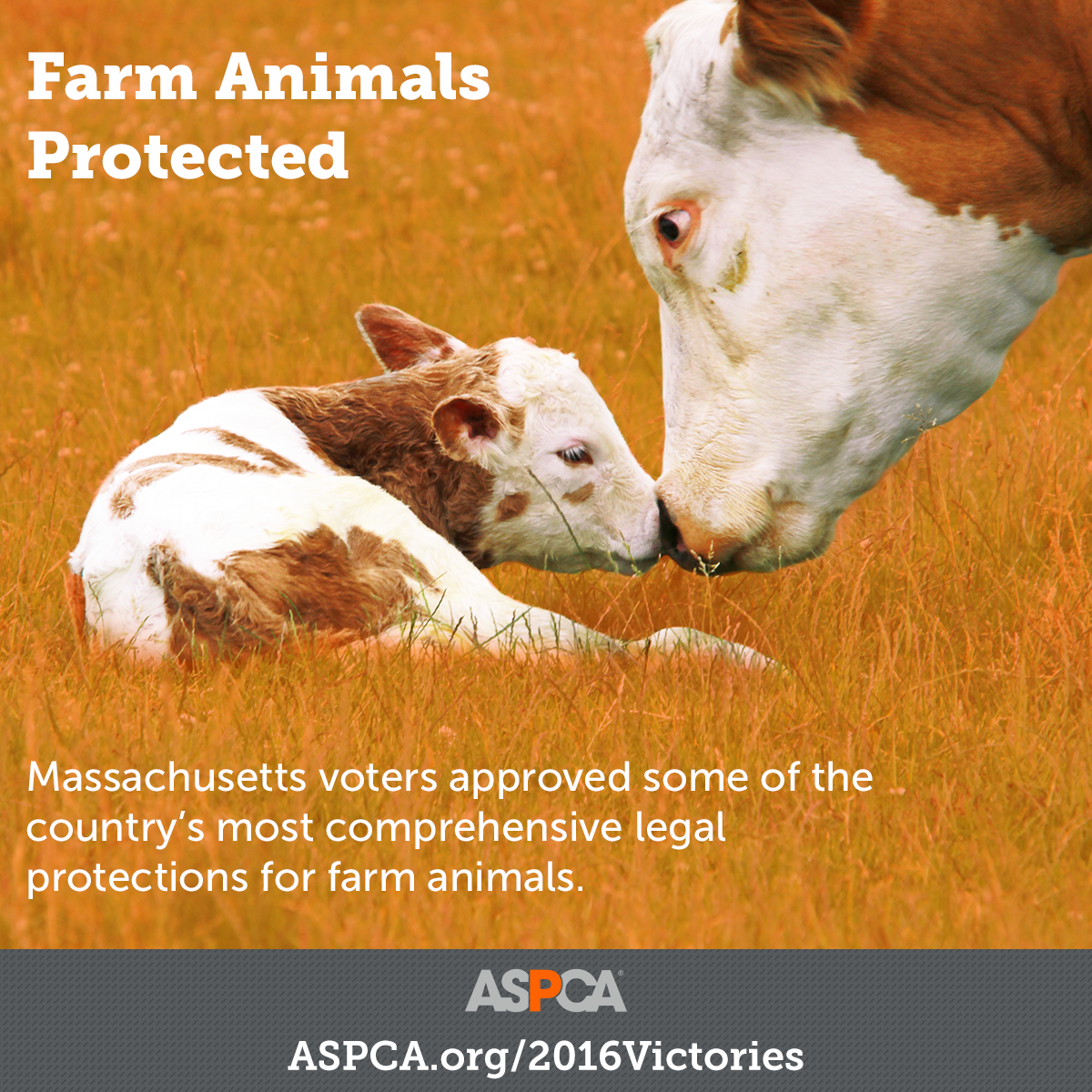 Farm Animal Protected