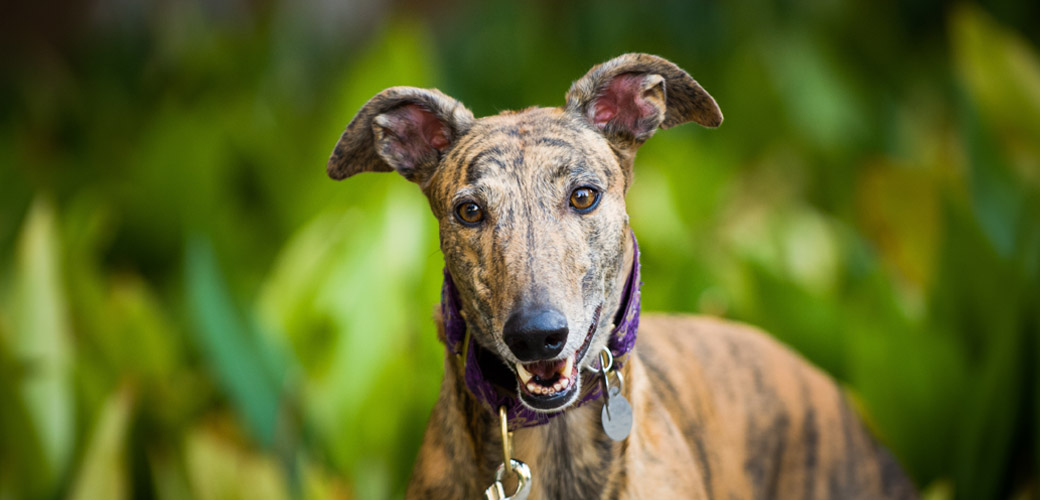 how many greyhounds die each year from racing in florida