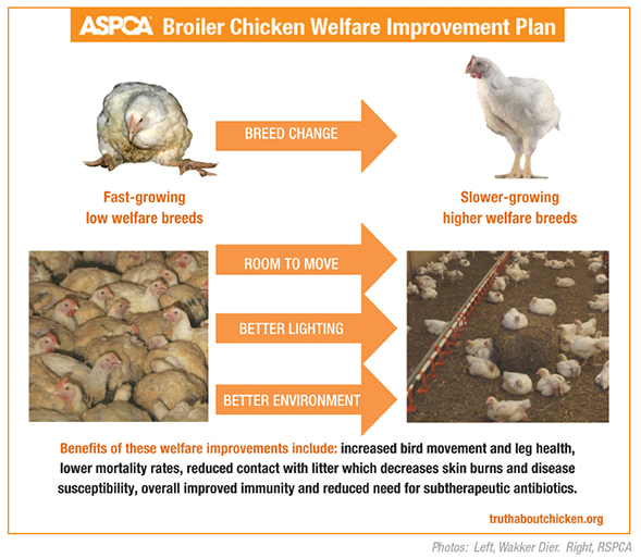 A Growing Problem: Selective Breeding in the Chicken Industry | ASPCA