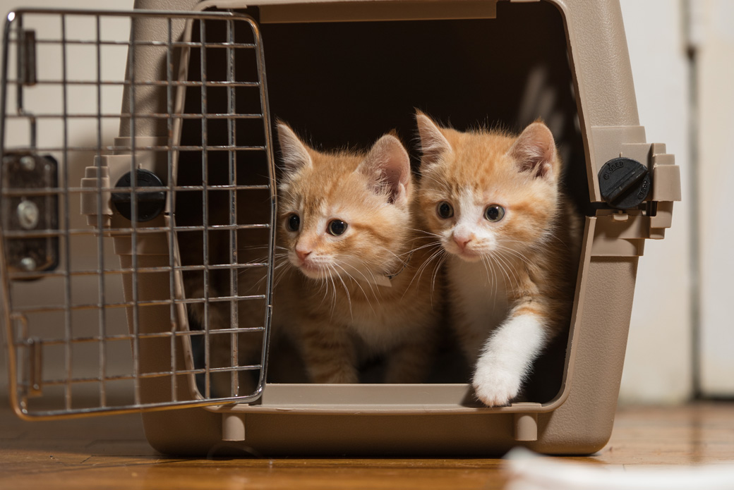 two kittens in a carrier