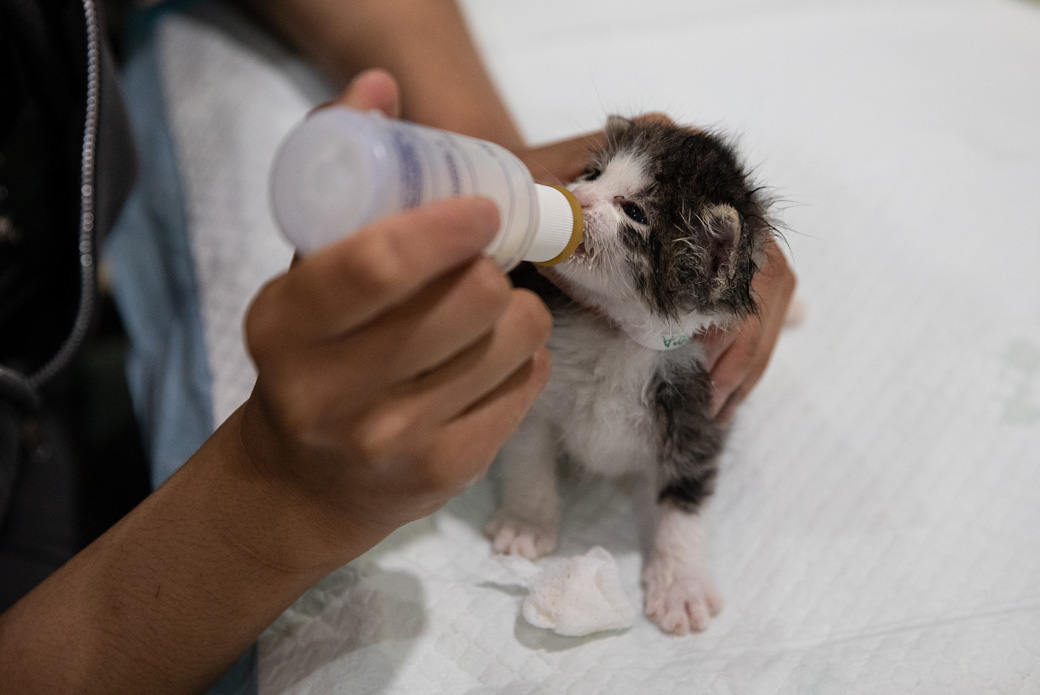 kitten being bottle-fed