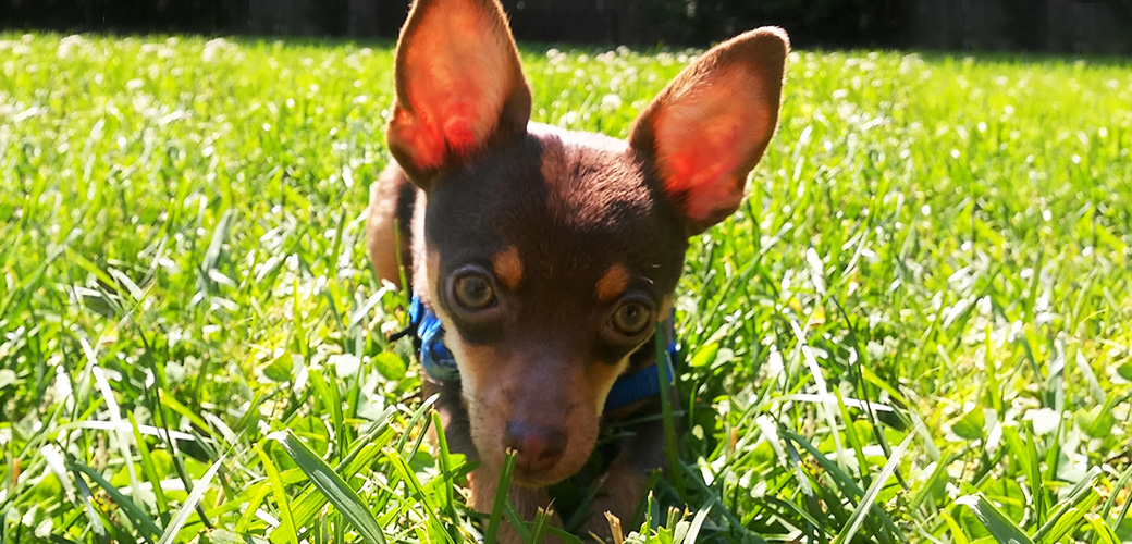 opal in the grass