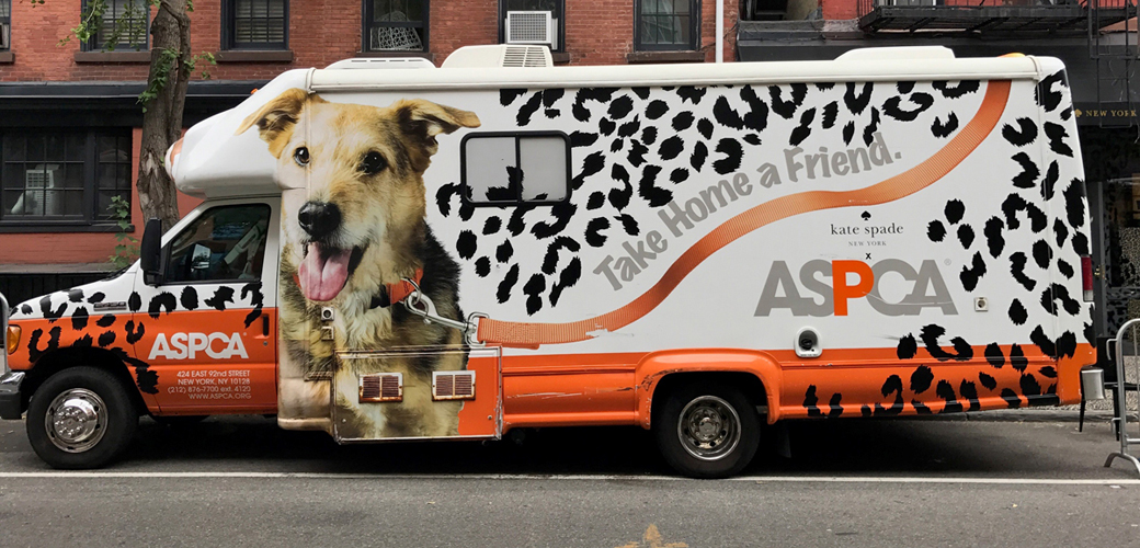 The ASPCA and kate spade new york Team Up for a Very Special Happy Tail