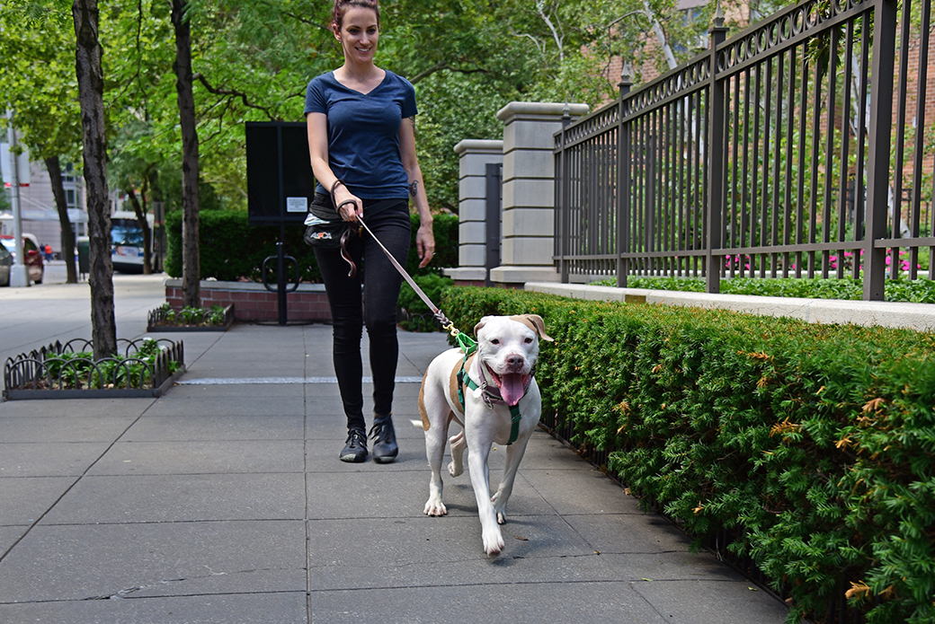 Cassie on a walk