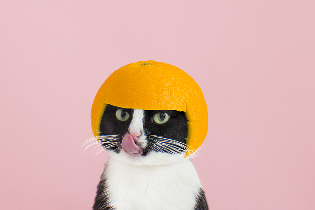 Cheeto with an orange on her head