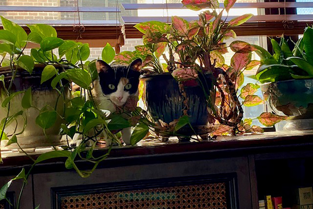 Cinnamon playing in house plants