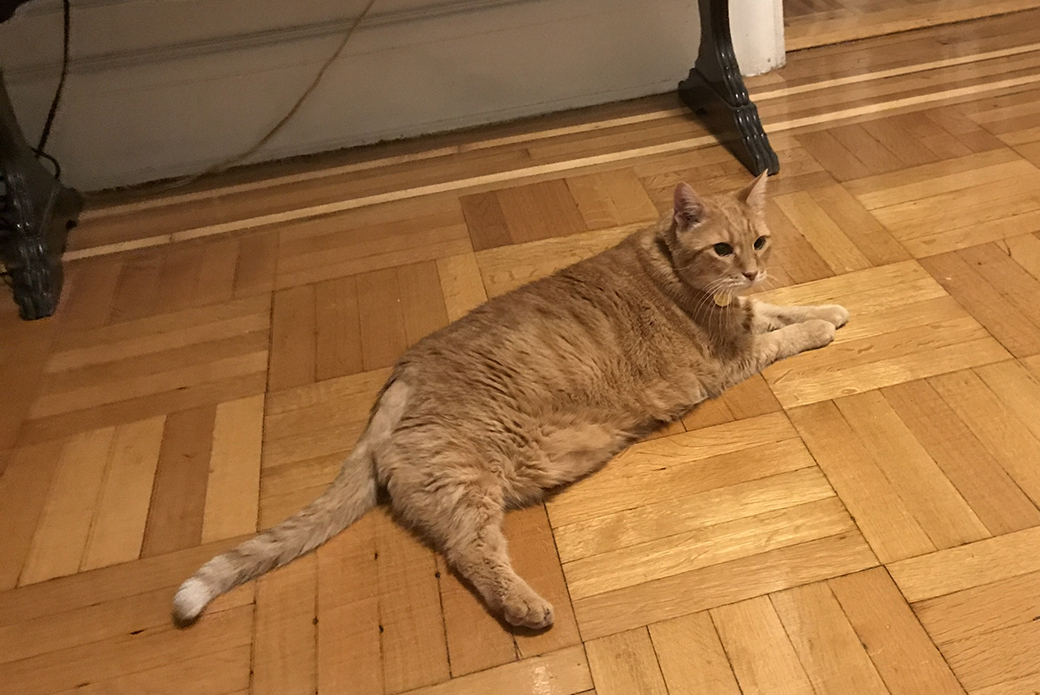 Clint resting on the floor