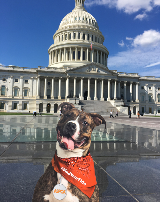 Fido at the Capitol