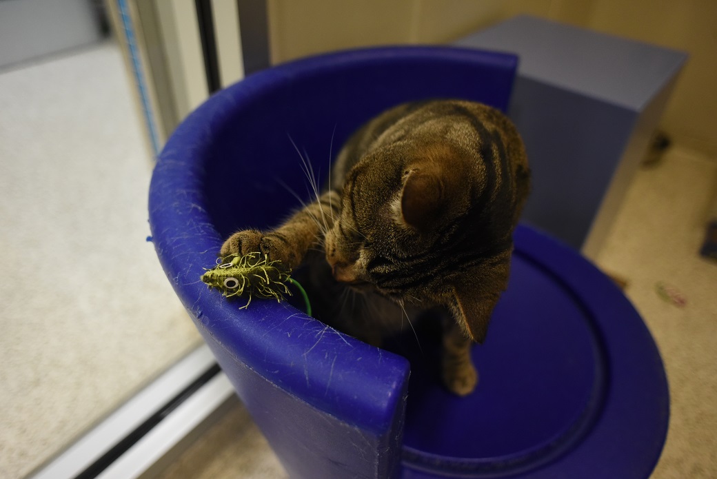 Mishi playing with a toy