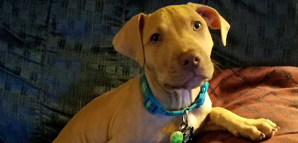 happy as a puppy