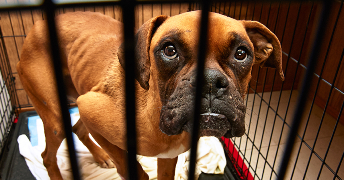 how many dogs are abused each year in the united states