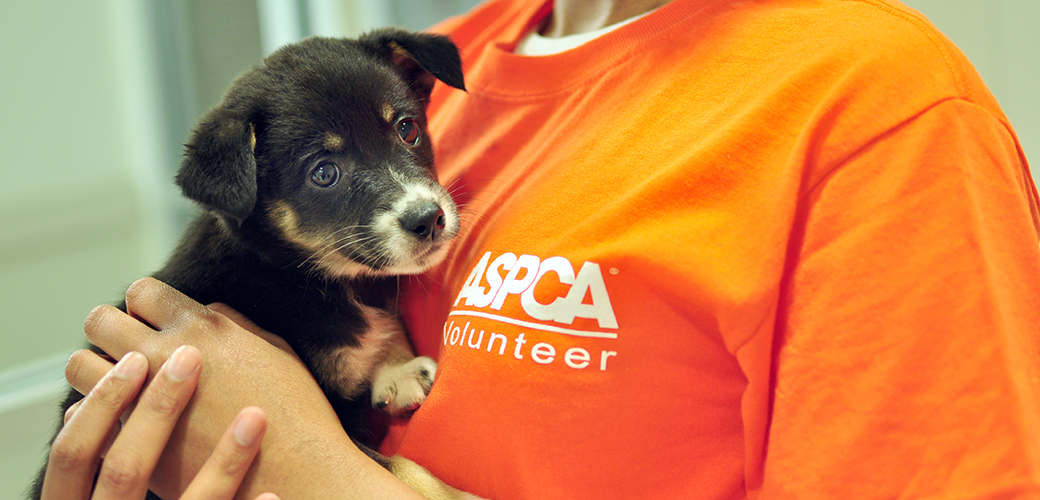 Volunteer at the ASPCA Adoption Center 