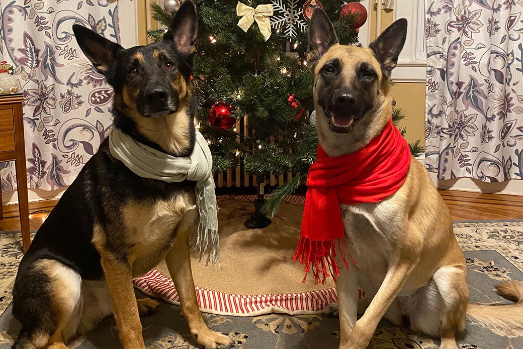 Bella abd Jack in front of a christmas tree