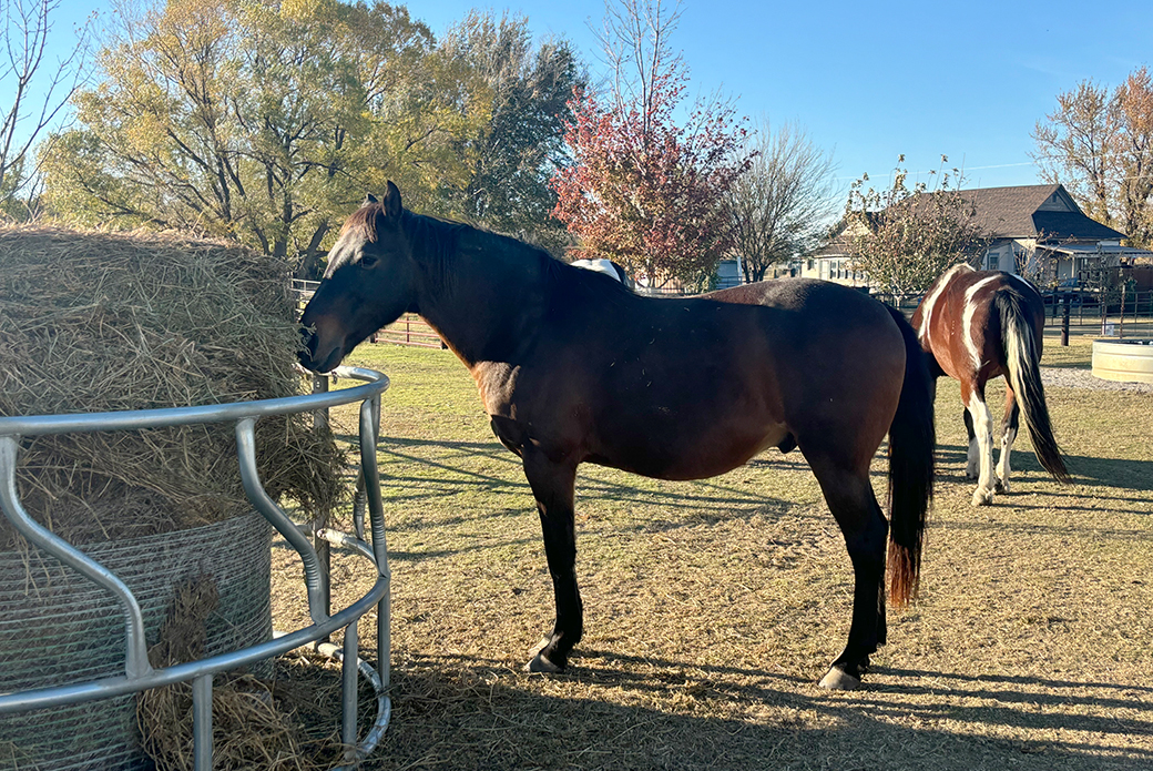 Chief eaching from a haystack