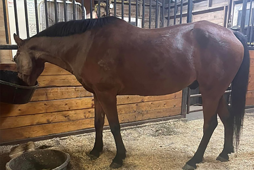 Gramps eating in his stable