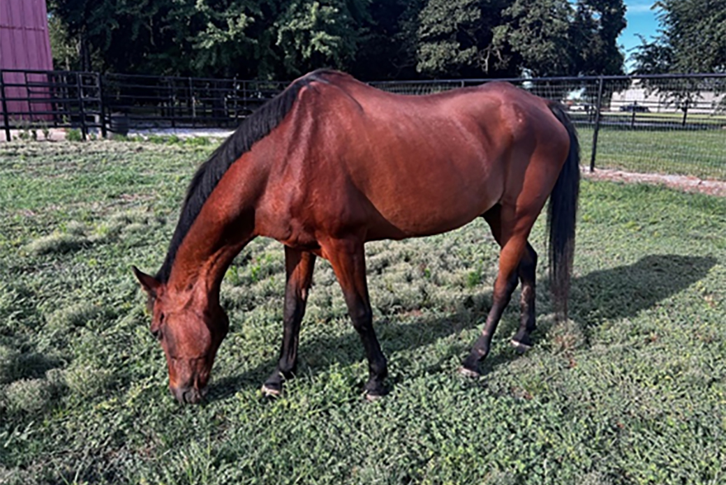 Gramps grazing