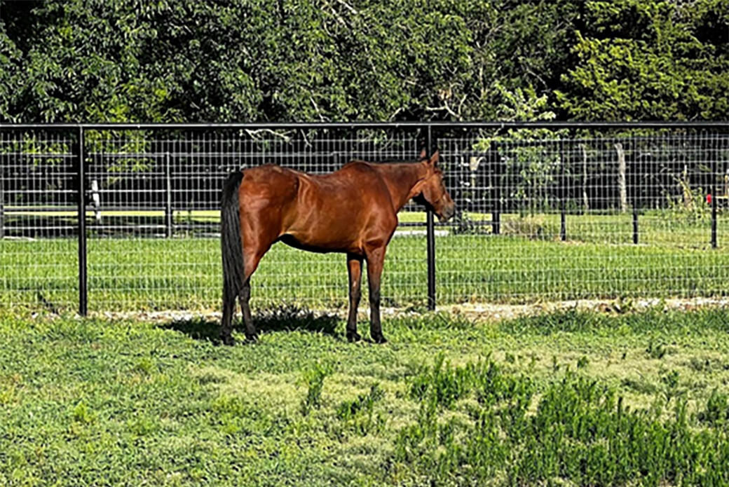 Gramps in his pasture