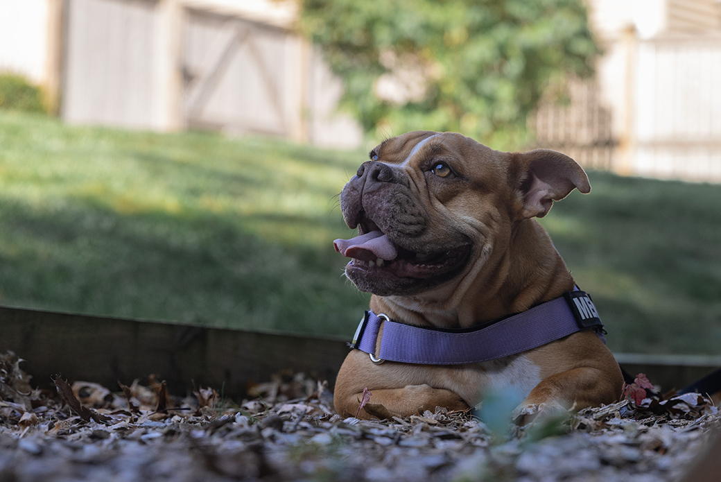 Melon in her backyard