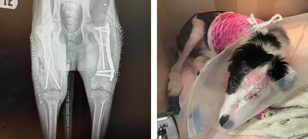 Niko x-ray and in recovery from surgery