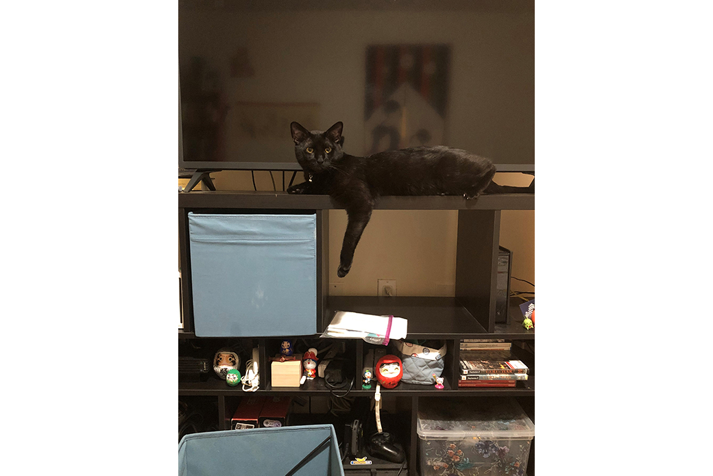 Ocho resting on a shelf