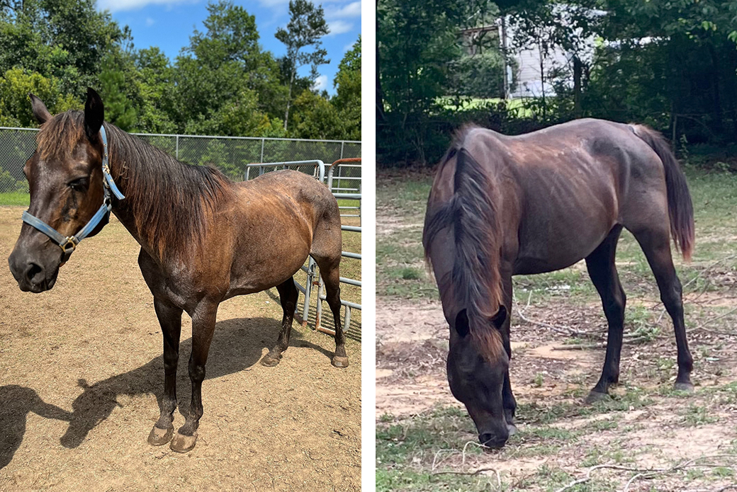 Roux in a corale (left), Roux grazing (right)