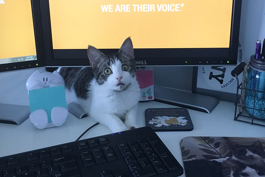 Cat in front of computer screen