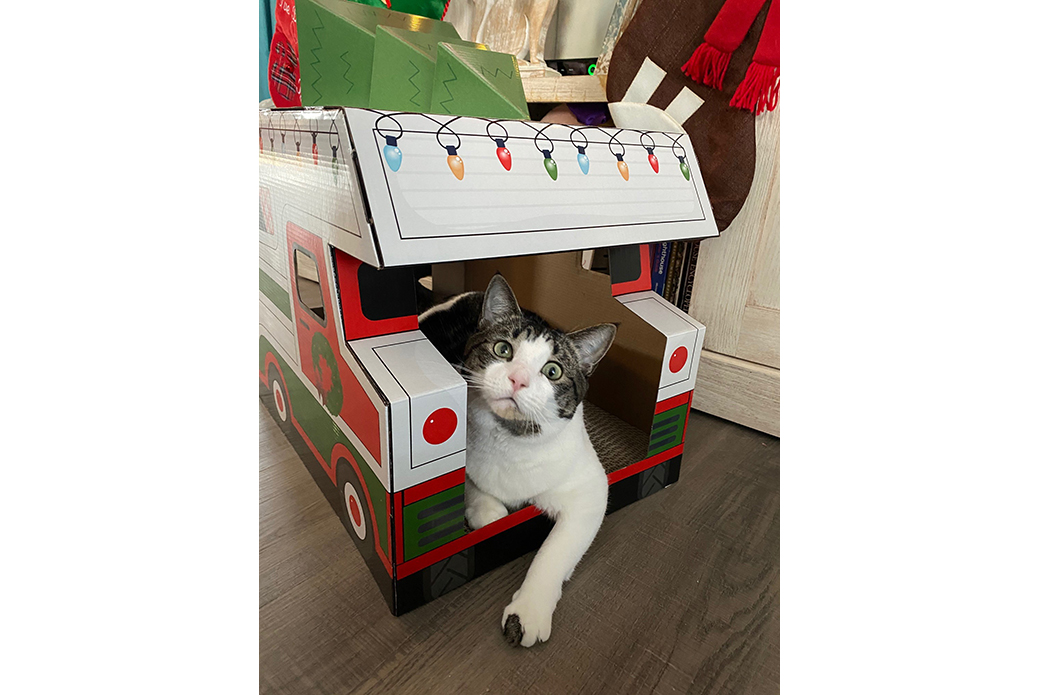 Cat in Christmas house