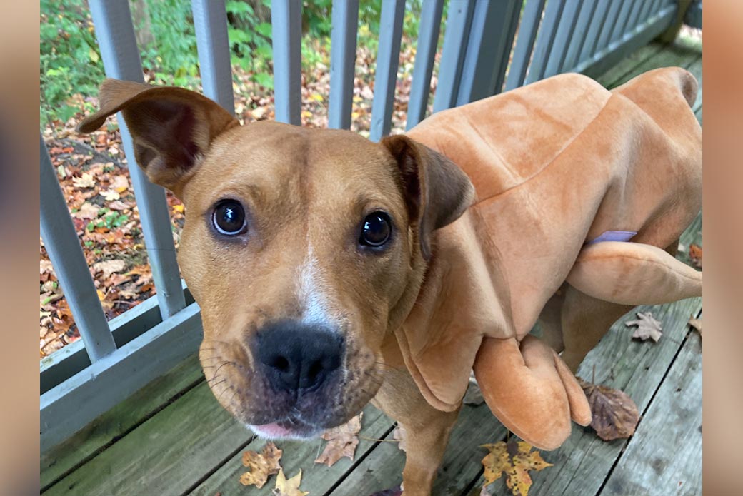 Slinky in a costume outside