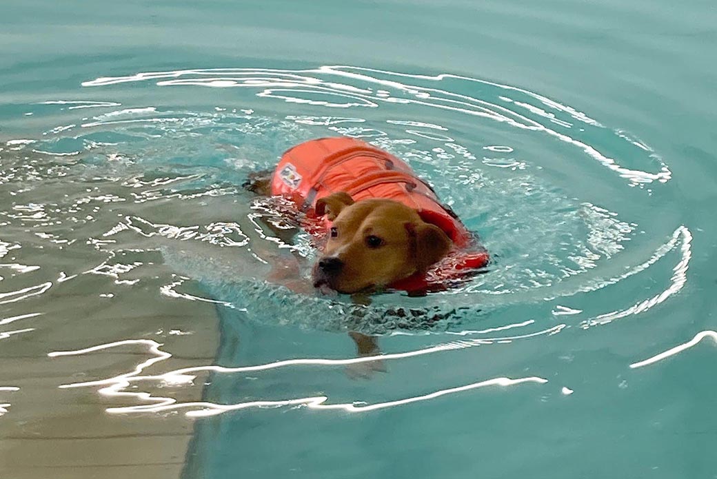 Slinky swimming in a pool 