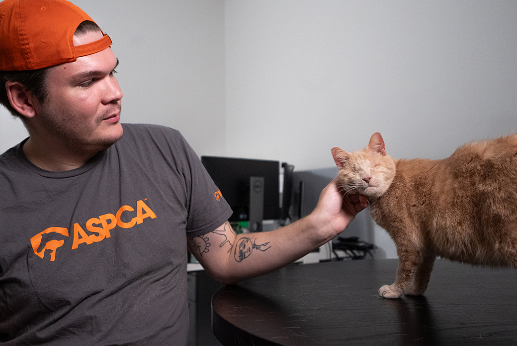 String Bean getting pet by an ASPCA employee