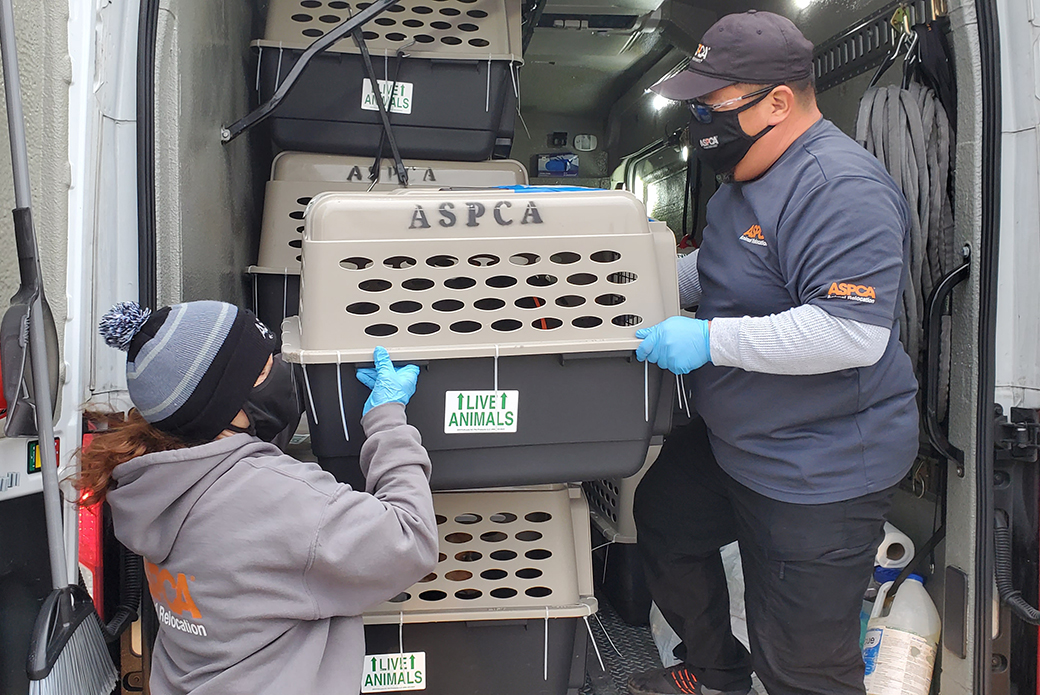 ASPCA responders moving rescues animals on a transport