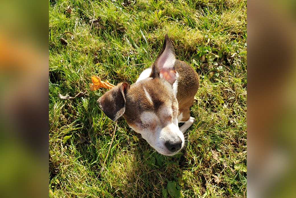 Van Gogh in grass